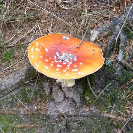 Appartement Zittauer Gebirge Kurort Jonsdorf